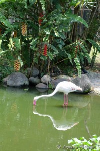 Guadeloupe Août 2015-02743   